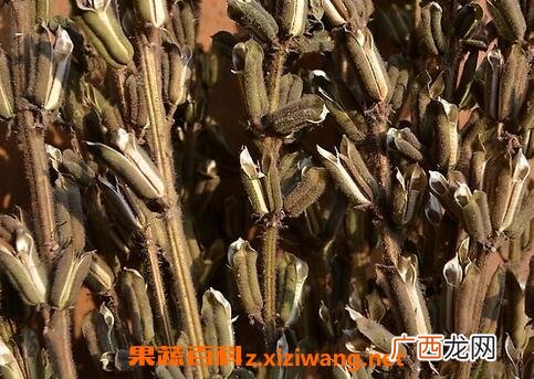 芝麻杆灰的功效与作用