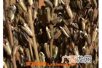 芝麻杆灰的功效与作用