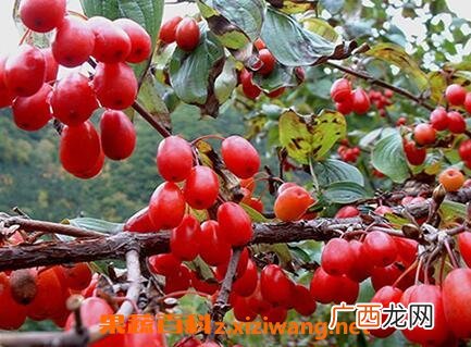 分享山萸肉的功效与作用 山萸肉的药用价值