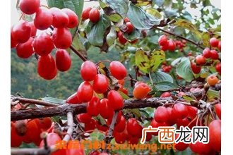 分享山萸肉的功效与作用 山萸肉的药用价值