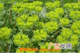 泽漆的功效与作用及禁忌