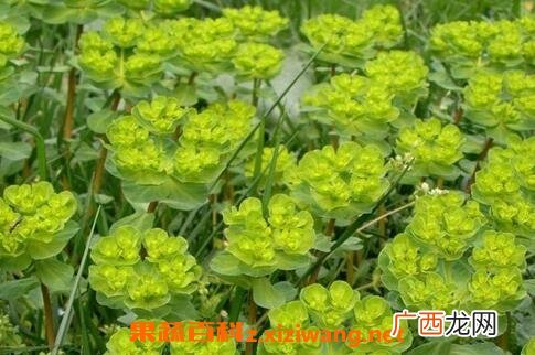 泽漆的功效与作用及禁忌