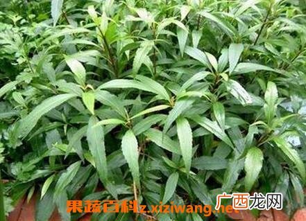 泽兰的功效与作用及禁忌