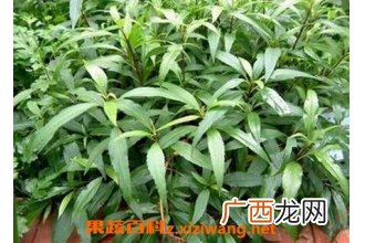 泽兰的功效与作用及禁忌