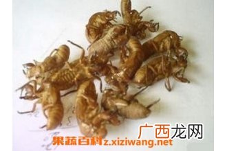 中药蝉壳的功效与作用 蝉壳的药用价值