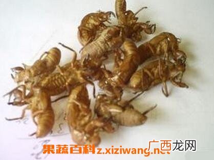 中药蝉壳的功效与作用 蝉壳的药用价值