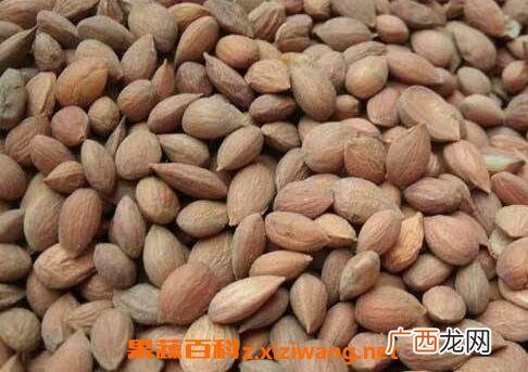 郁李仁的功效与作用及食用方法