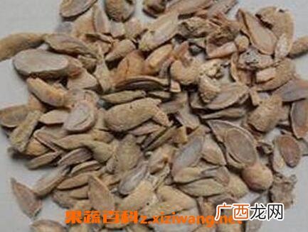 郁金的功效与副作用