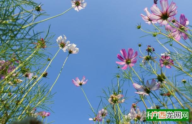 松红梅的花语是什么?种植我有招