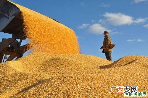 农药施药是在什么时候？该注意哪些事项？