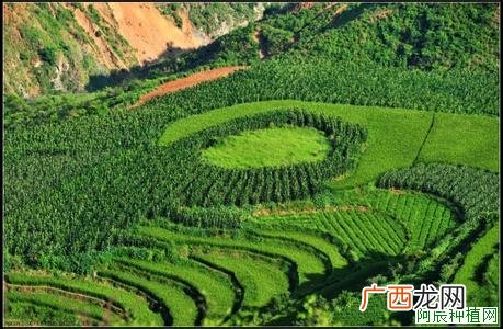 加拿利海枣用肥更须多加注意
