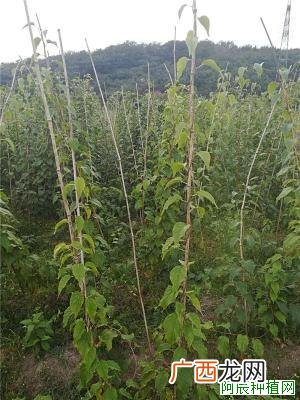 加拿利海枣用肥更须多加注意