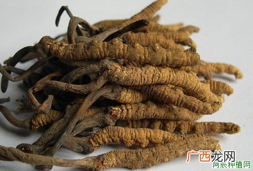 金银花怎么种？金银花的种植技术