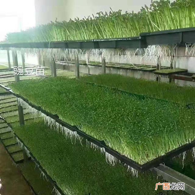 徐州芽苗菜厂家,芽苗菜创业靠谱吗