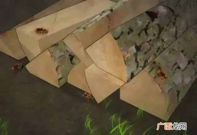 安全可靠的6种灭蟑螂法 家庭如何灭蟑螂最有效的方法