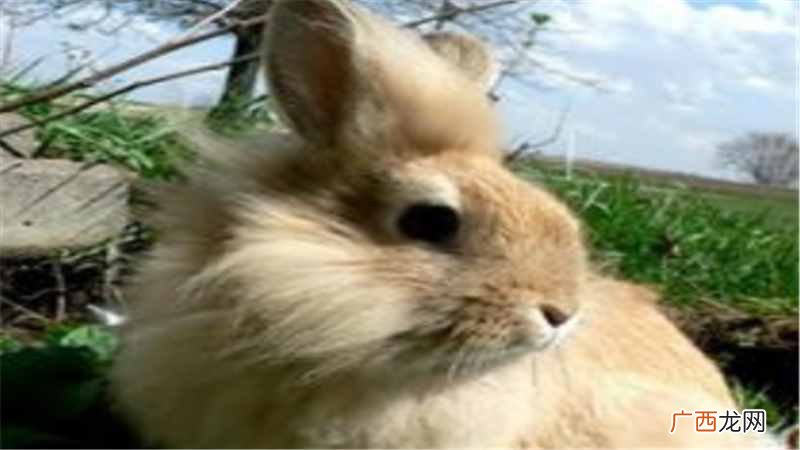幼兔喂养技巧及注意事项 一到三个月幼兔的喂养方法