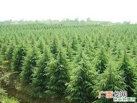 桑树病虫害要小心防治哟