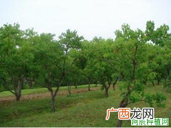 桑树病虫害要小心防治哟