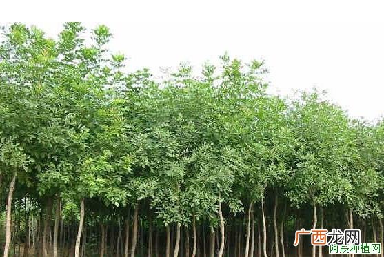 桑树要怎么施肥？桑树的施肥技术