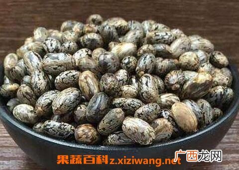 比麻籽的功效与作用 比麻籽的药用价值