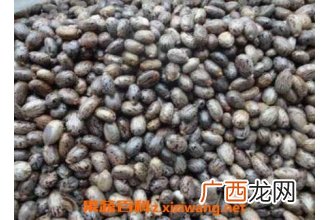 必麻籽的功效与作用 必麻籽的药用价值
