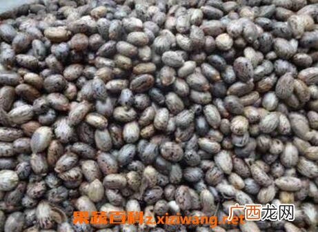 必麻籽的功效与作用 必麻籽的药用价值