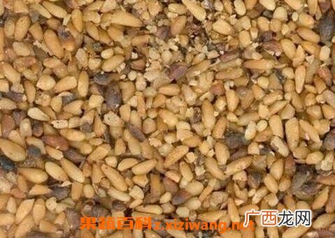 柏籽的功效与作用及禁忌