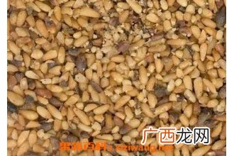 柏籽的功效与作用及禁忌