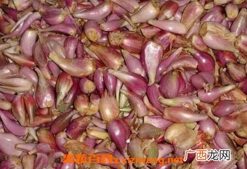 中草药红葱头的作用 中草药红葱头的图片
