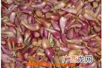中草药红葱头的作用 中草药红葱头的图片
