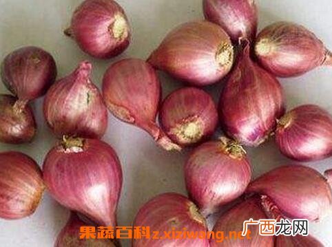 中草药红葱的作用与功效