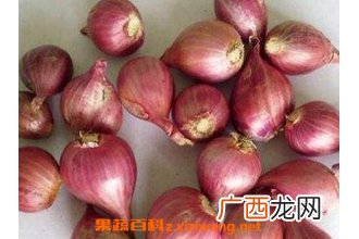 中草药红葱的作用与功效