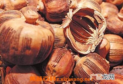 枫粟壳的功效与作用