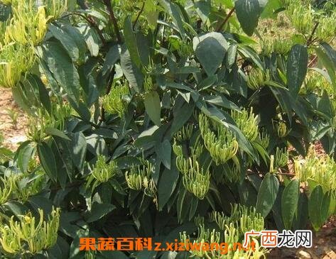 菊花甘草金银花的功效与作用