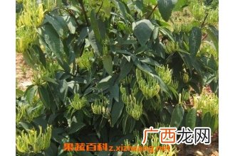 菊花甘草金银花的功效与作用