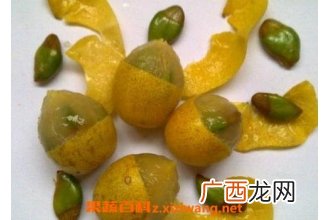 山黄肉的功效和作用 山黄肉的药用价值