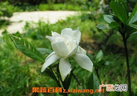 栀子泡水喝有什么功效与作用