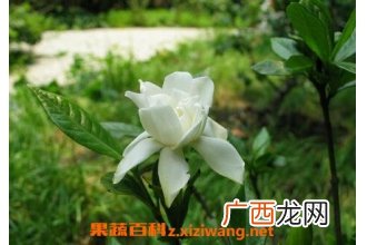 栀子泡水喝有什么功效与作用