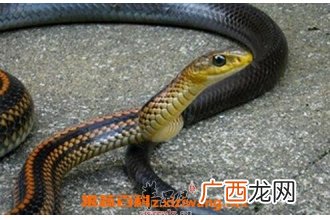 乌梢蛇的功效与作用 乌梢蛇药用价值