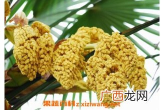 棕树花的作用与功效