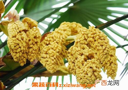 棕树花的作用与功效