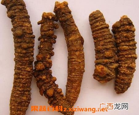 羌活的功效与作用 羌活的药用价值