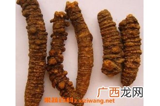 羌活的功效与作用 羌活的药用价值