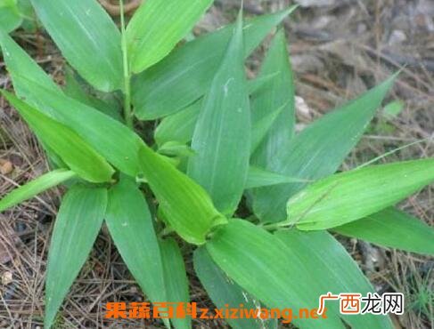 竹子芯泡水喝的功效 竹子芯泡水的药用价值