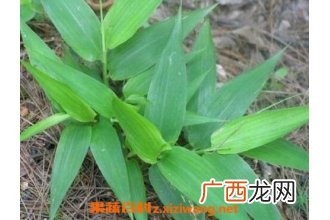 竹子芯泡水喝的功效 竹子芯泡水的药用价值