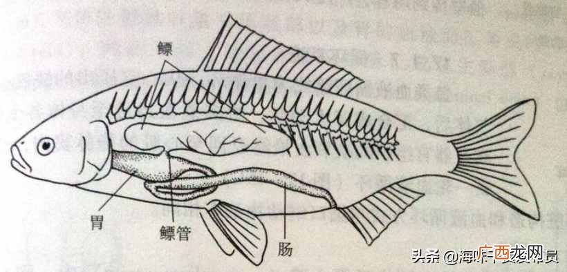 简介鱼鳔及作用 鱼鳔是什么东西图片