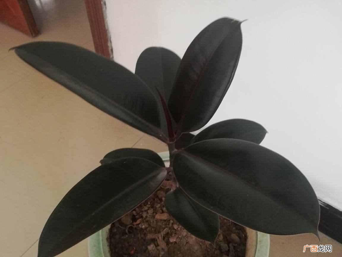 橡皮树的养殖技巧 橡皮树怎么养才能更旺盛