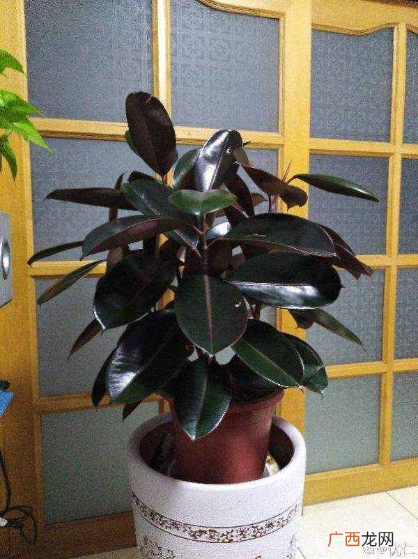 橡皮树的养殖技巧 橡皮树怎么养才能更旺盛