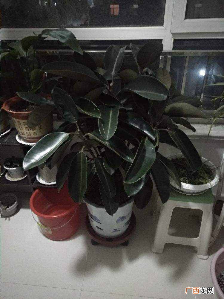 橡皮树的养殖技巧 橡皮树怎么养才能更旺盛