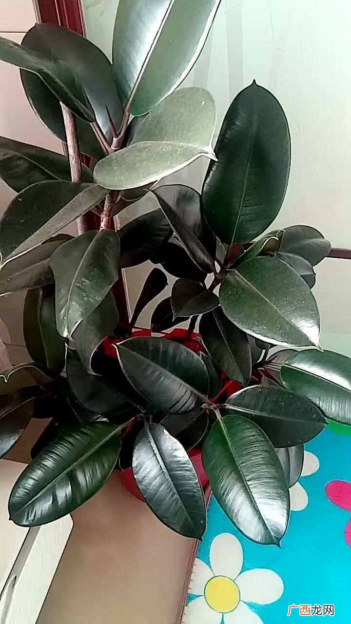 橡皮树的养殖技巧 橡皮树怎么养才能更旺盛